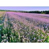 фацелія
