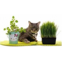 суміш трав для котів